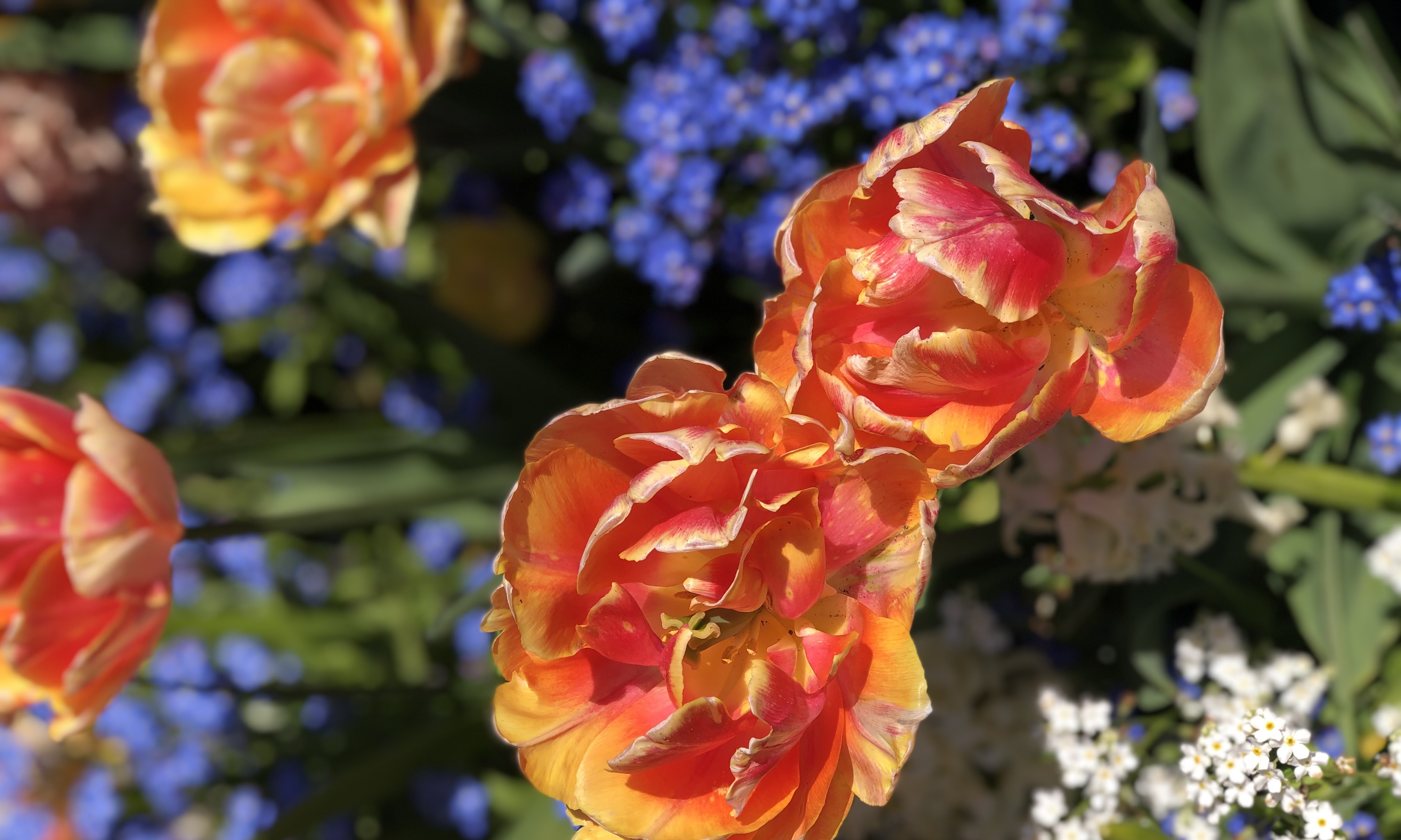 orange and purple flowers